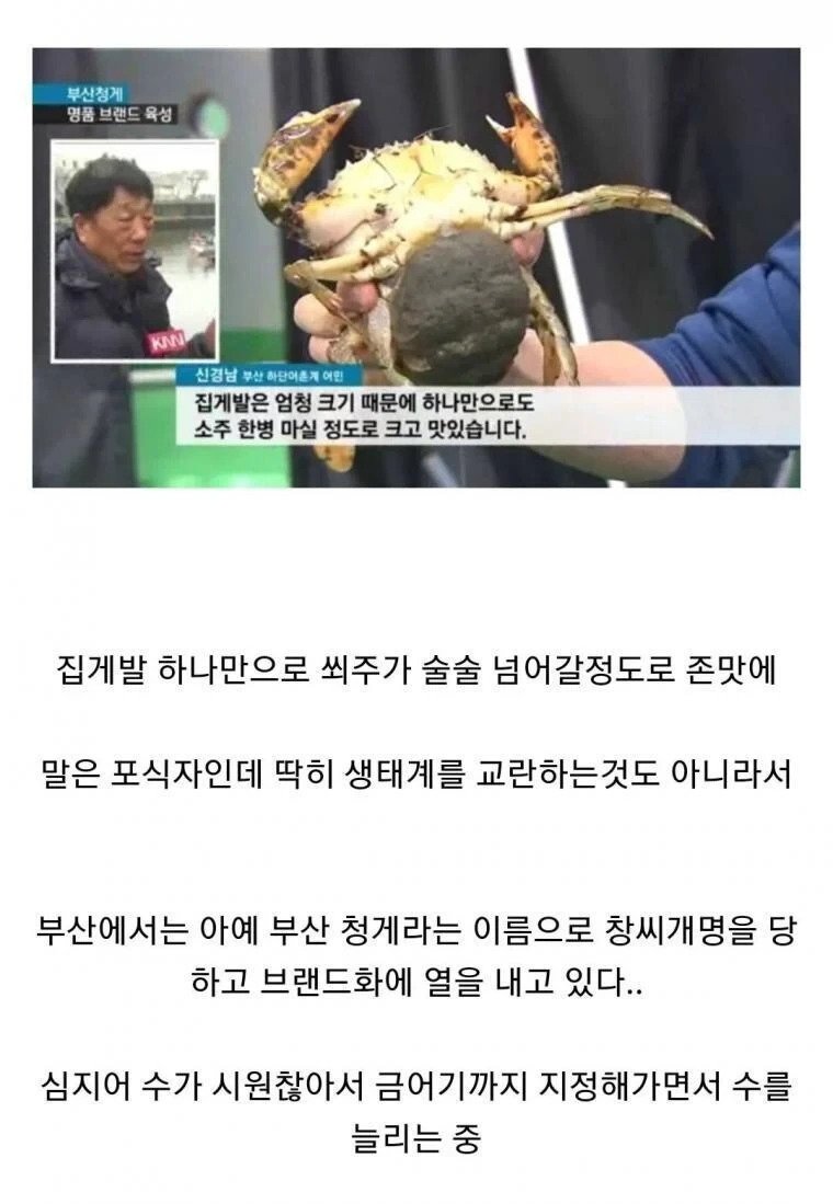 생태계 교란하러 왔다가 한국인한테 개체수 관리 당하는 중