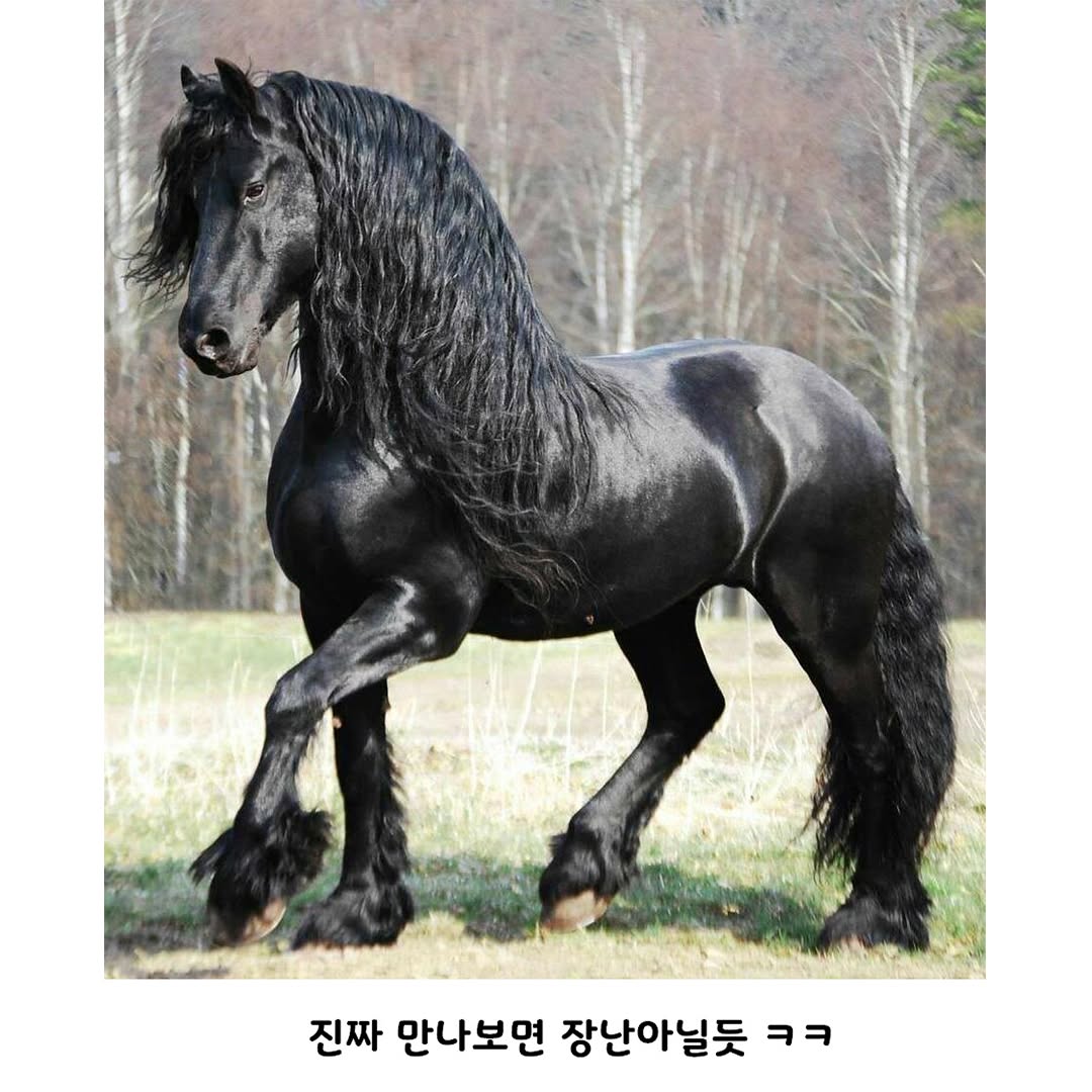 ㅈㄴ 잘생긴 말ㄷㄷㄷㄷ