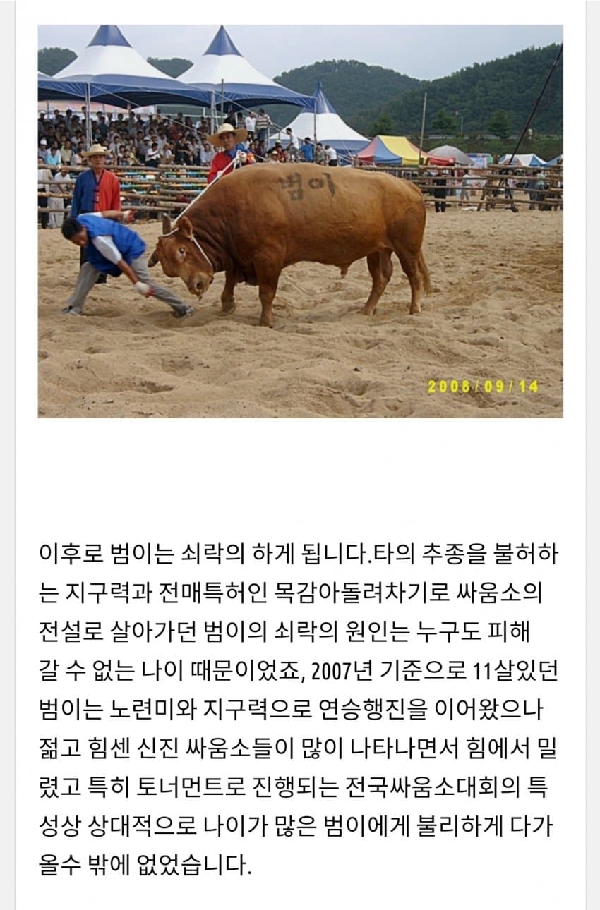 한국 전설의 싸움소 범이