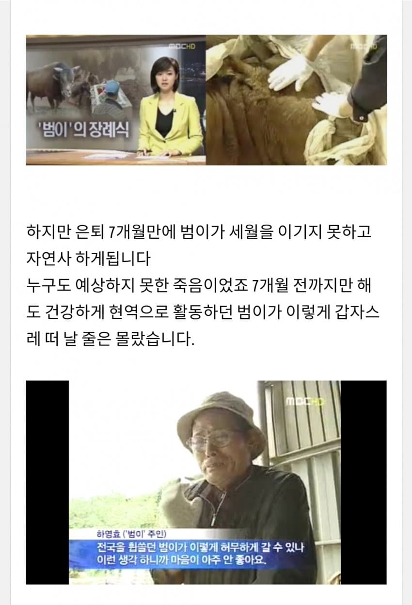 한국 전설의 싸움소 범이