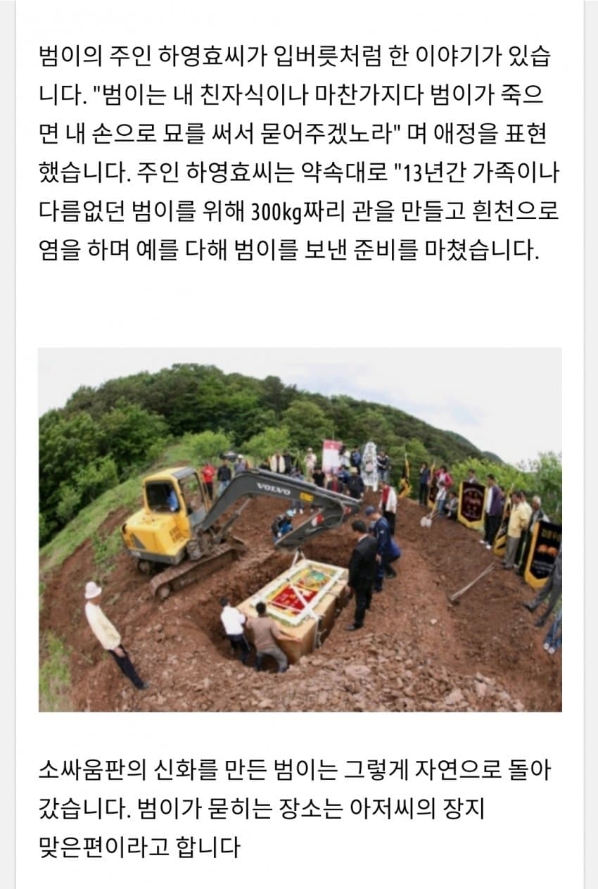 한국 전설의 싸움소 범이