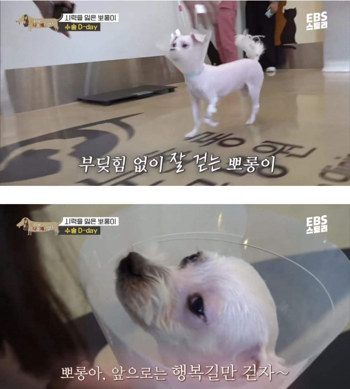학대로 시력 잃은 강아지가 사랑하는 사람을 처음 본 날