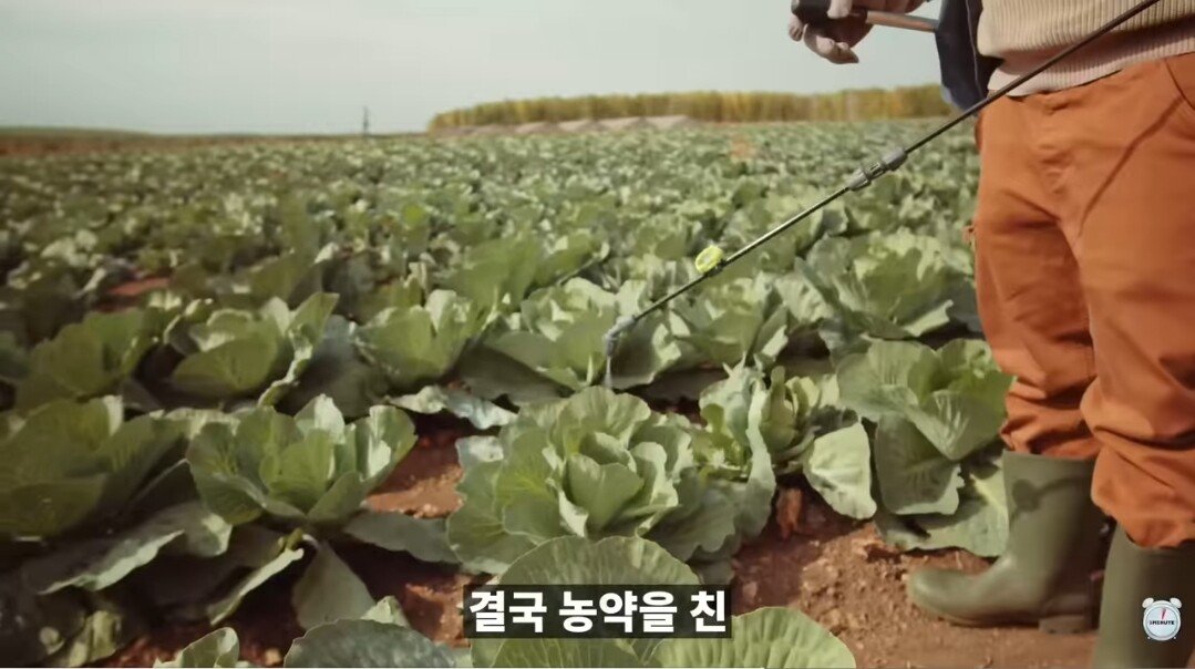 양배추 1장 1장씩 열심히 세척하던 분들 보세요