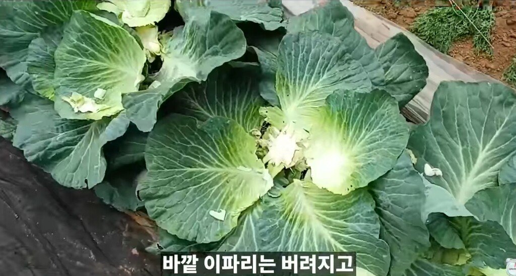 양배추 1장 1장씩 열심히 세척하던 분들 보세요