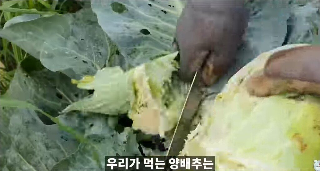 양배추 1장 1장씩 열심히 세척하던 분들 보세요