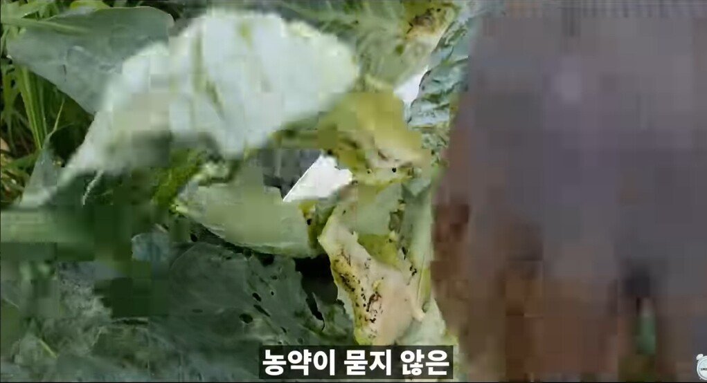 양배추 1장 1장씩 열심히 세척하던 분들 보세요