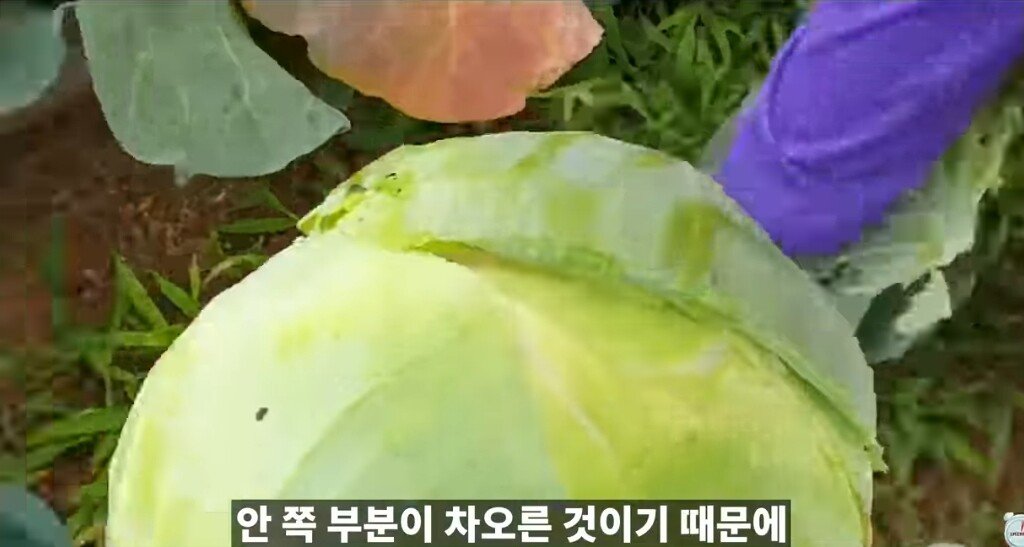 양배추 1장 1장씩 열심히 세척하던 분들 보세요