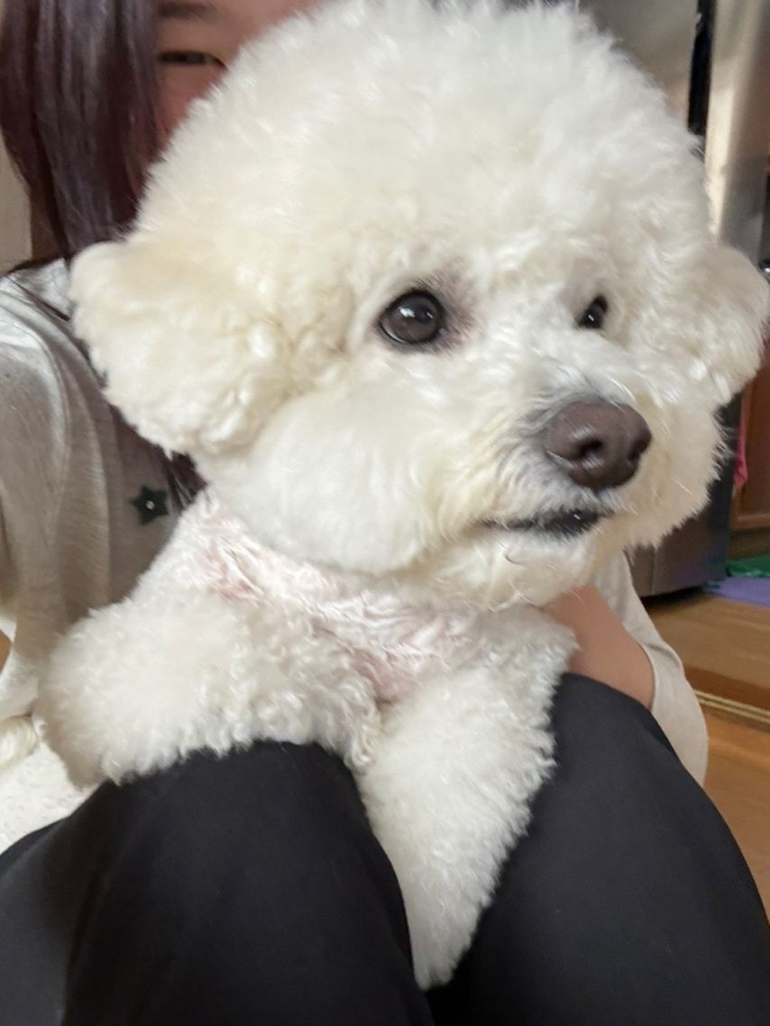 아이브 안유진,가을,레이