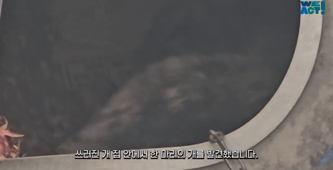 산불로 인해 목줄 묶인 개들은 그대로 죽어가는 중