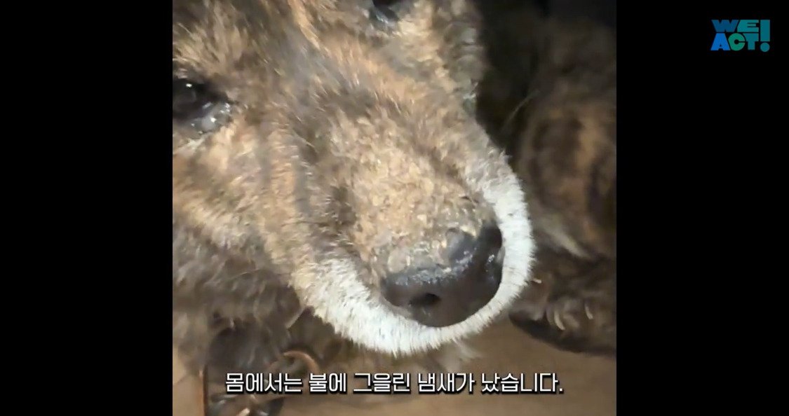 산불로 인해 목줄 묶인 개들은 그대로 죽어가는 중