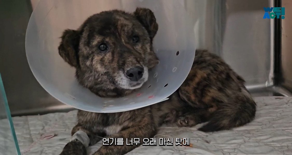 산불로 인해 목줄 묶인 개들은 그대로 죽어가는 중