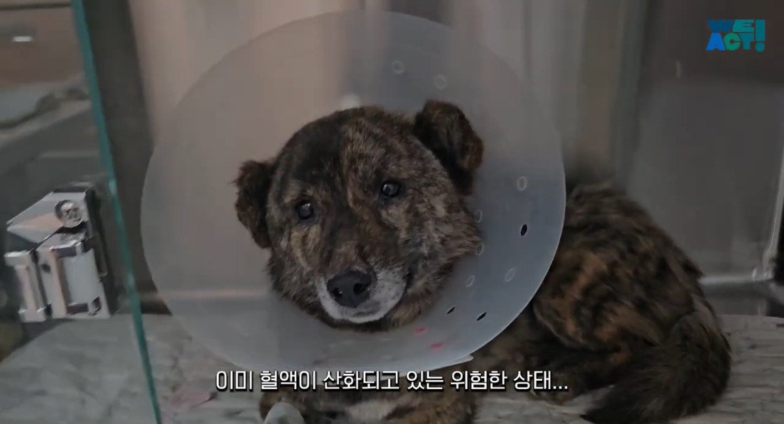 산불로 인해 목줄 묶인 개들은 그대로 죽어가는 중