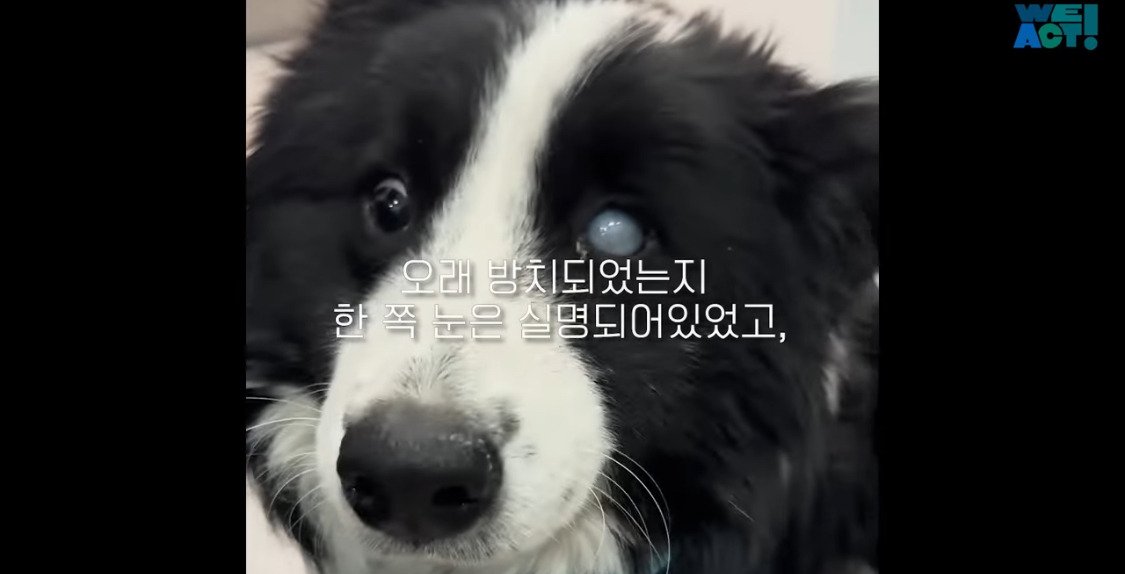 산불로 인해 목줄 묶인 개들은 그대로 죽어가는 중