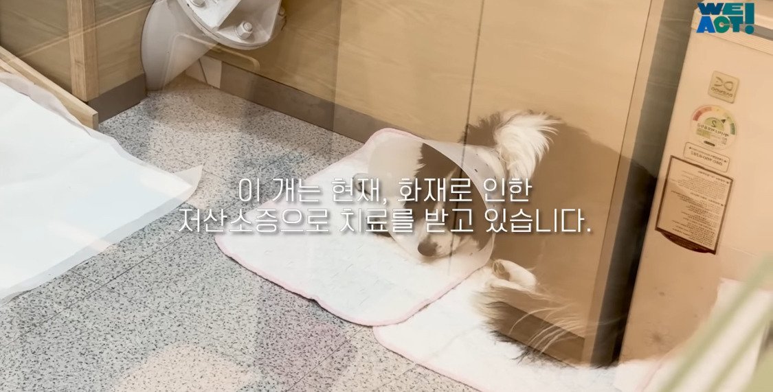 산불로 인해 목줄 묶인 개들은 그대로 죽어가는 중