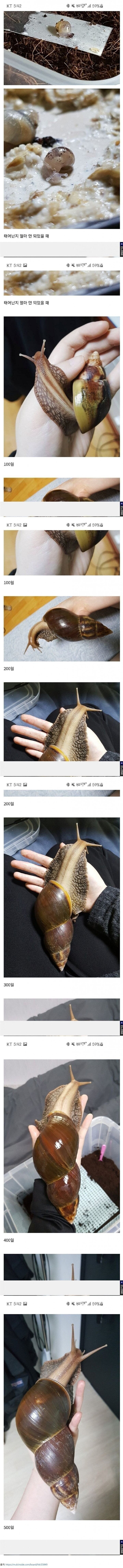 500일 넘게 달팽이 키운 디씨인ㄷ