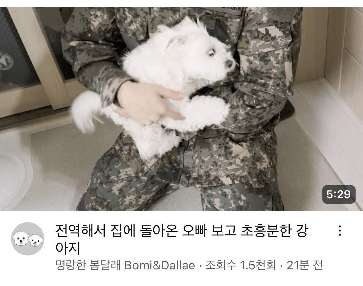 매일매일 한없이 군대 간 오빠를 기다리던 강아지