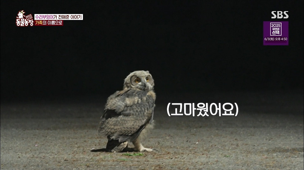 레전드인 동물농장 수리부엉이