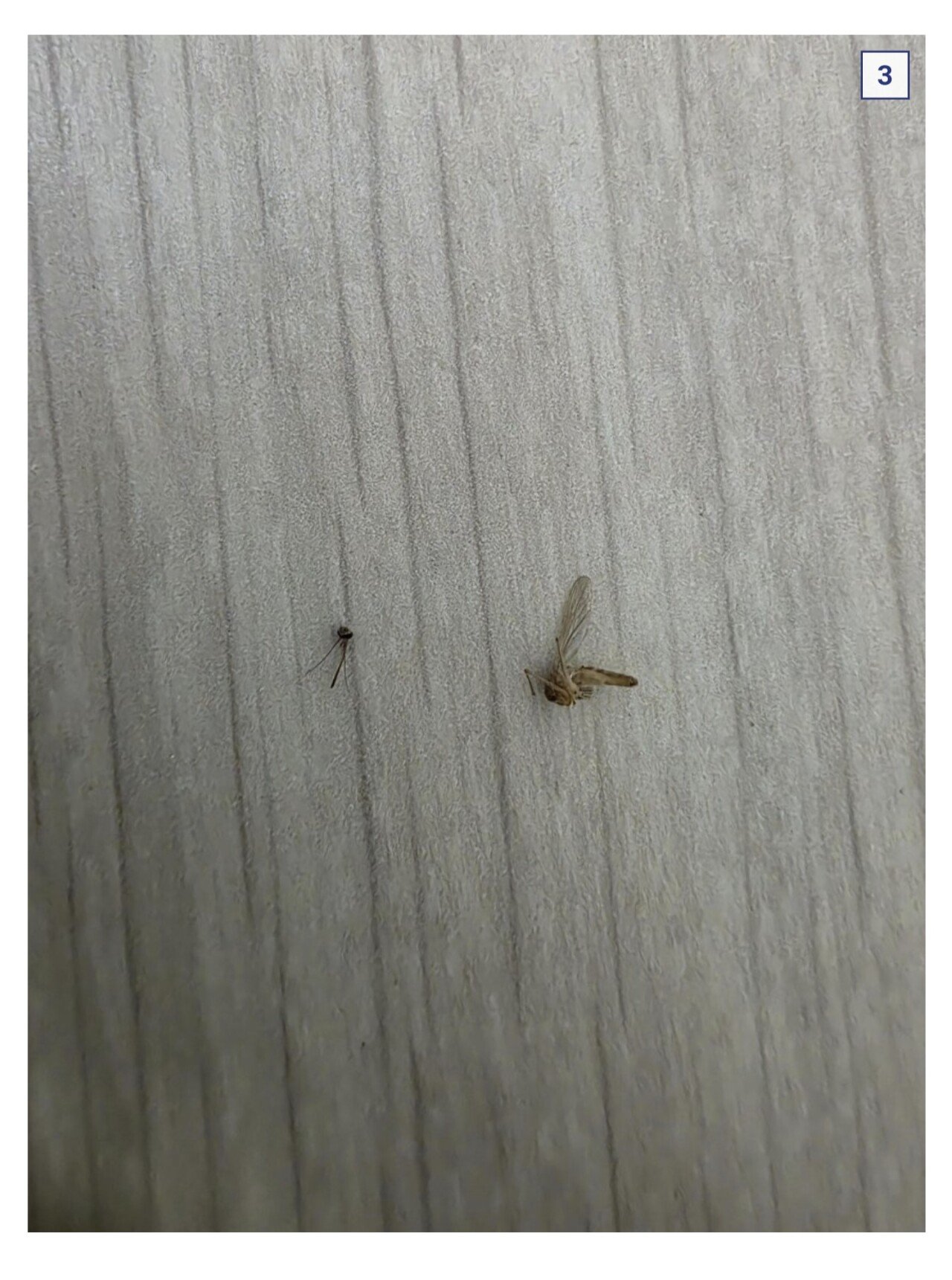 (혐??) 디씨 모기갤러리 근황