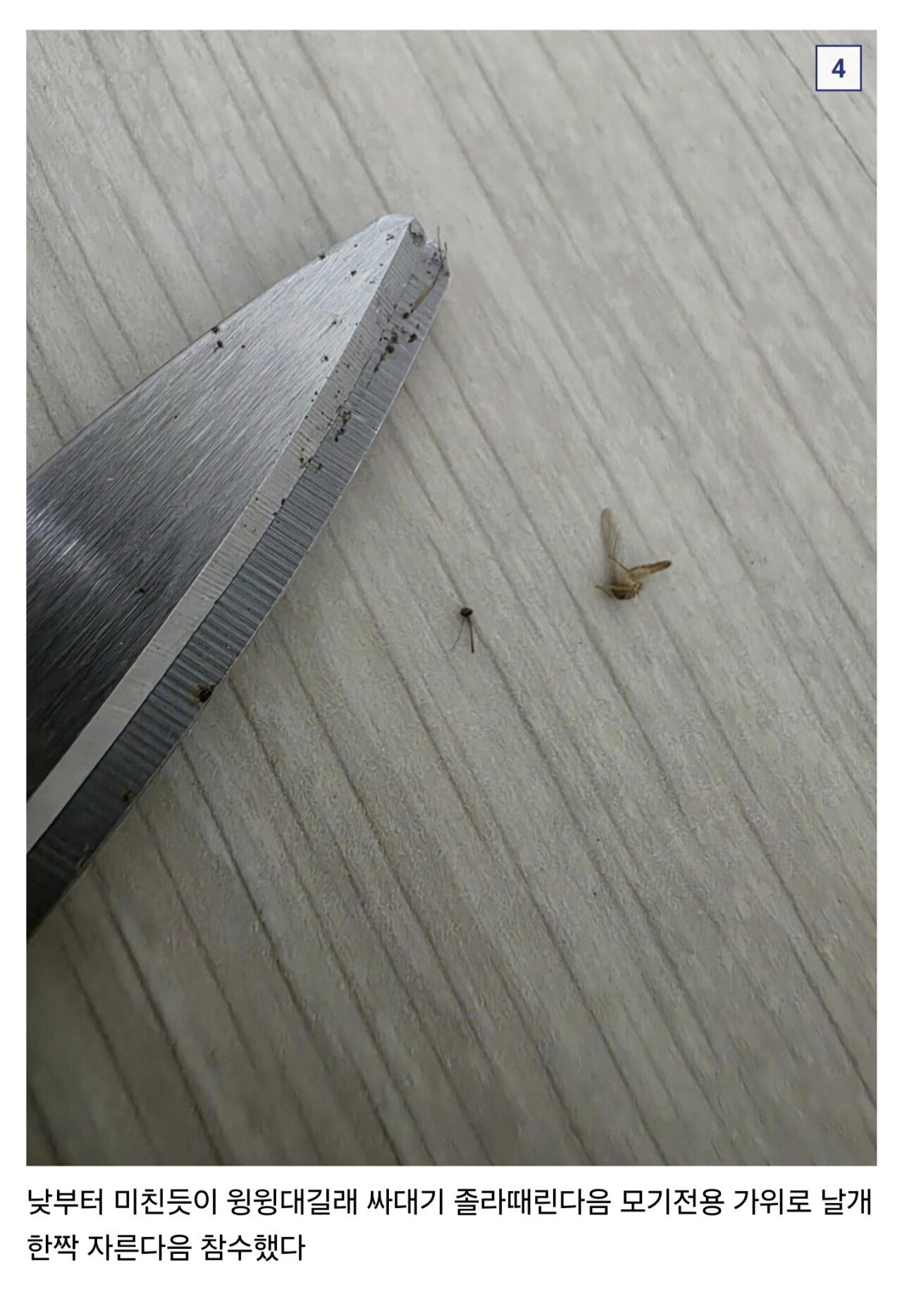 (혐??) 디씨 모기갤러리 근황
