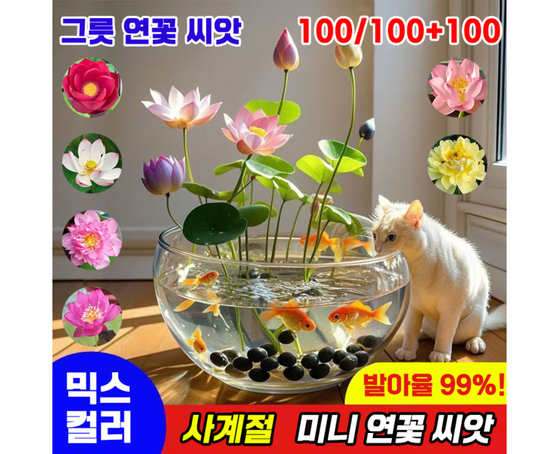 [국내배송] 100알 미니 연꽃 씨앗 수경식물 연못 수중재배 관상용 수련 그릇 행운 수반 연꽃 종자 실내식물 발아율99%, 100개