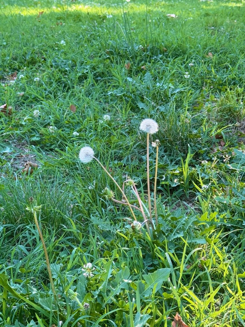 블랙핑크 지수