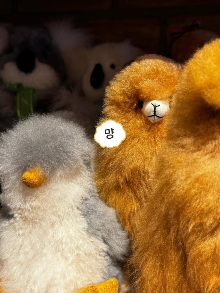 드림캐쳐 지유 SNS