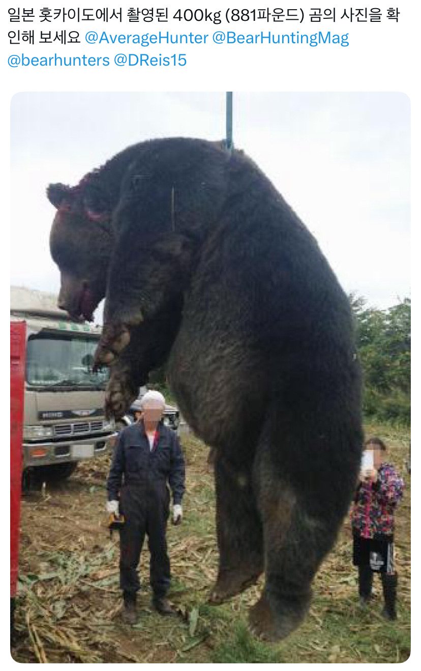 일본 북해도에서 포획된 불곰