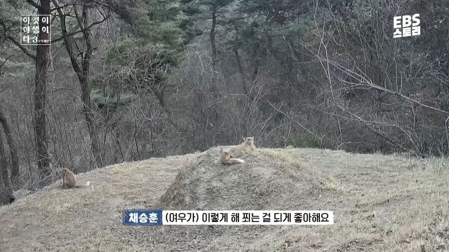 여우가 무덤에서 자주 발견된 이유