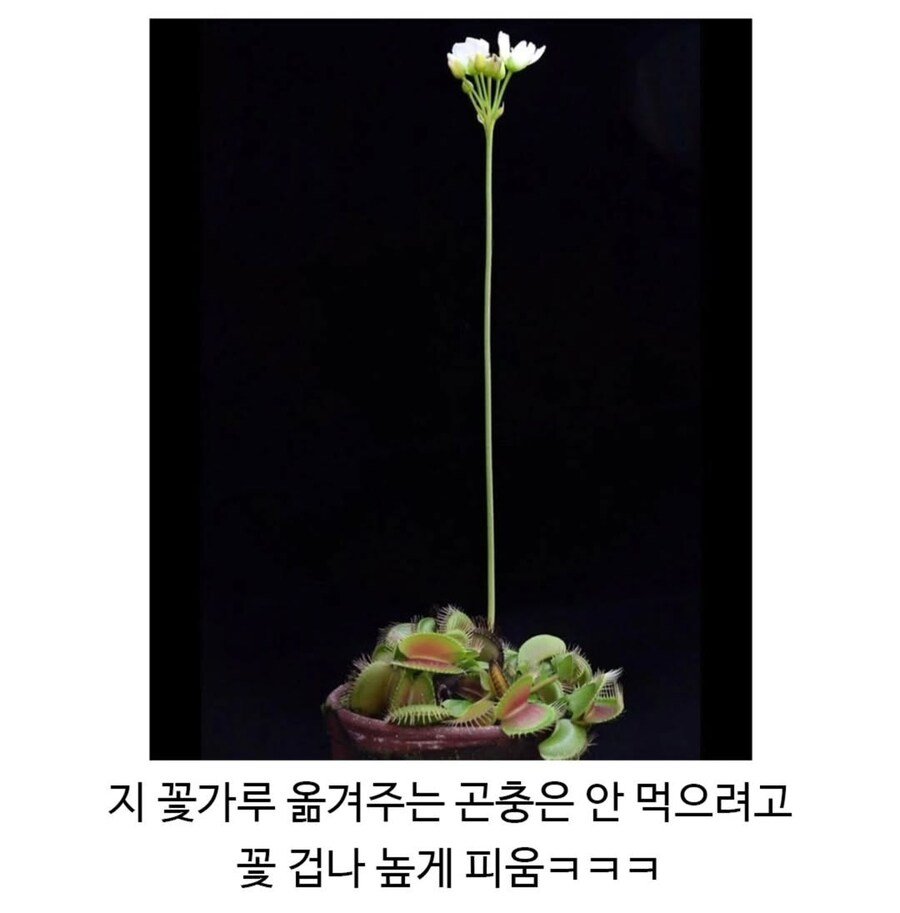파리지옥 은근 어이없는 점