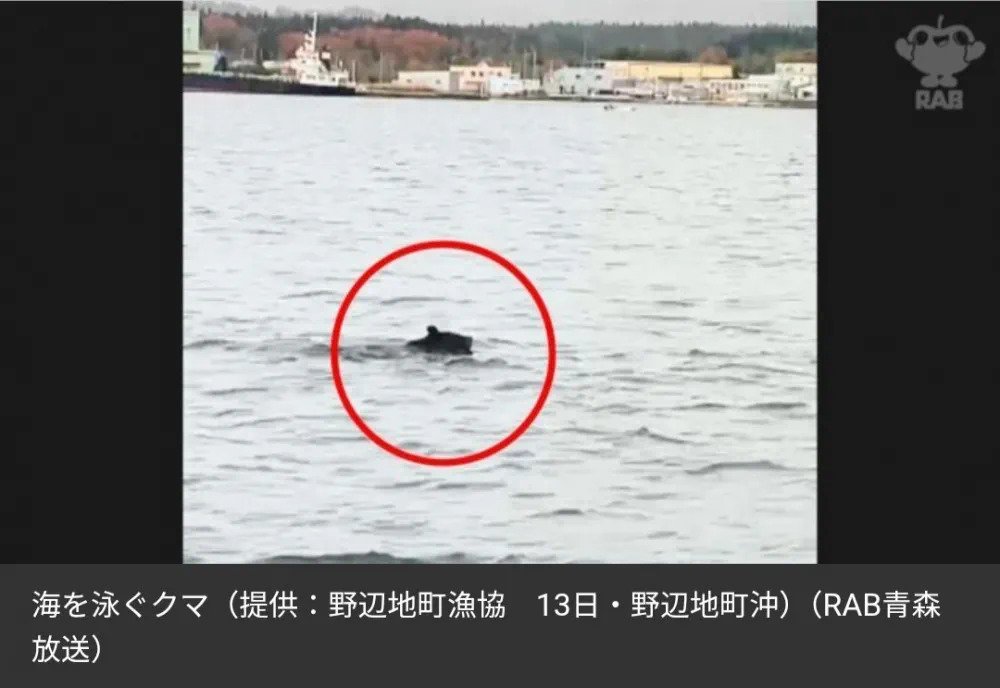 드디어 바다에서도 발견된 일본 곰