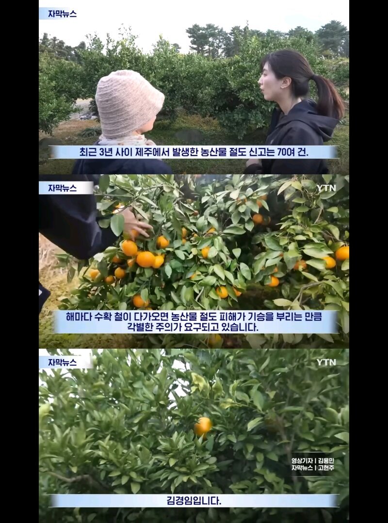 하루만에 3톤의 감귤을 도둑맞은 제주 감귤밭