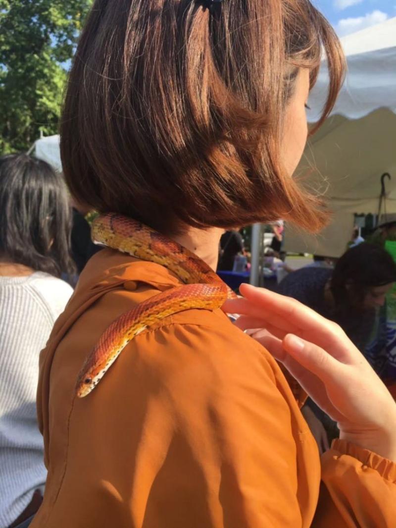 르세라핌 사쿠라,허윤진
