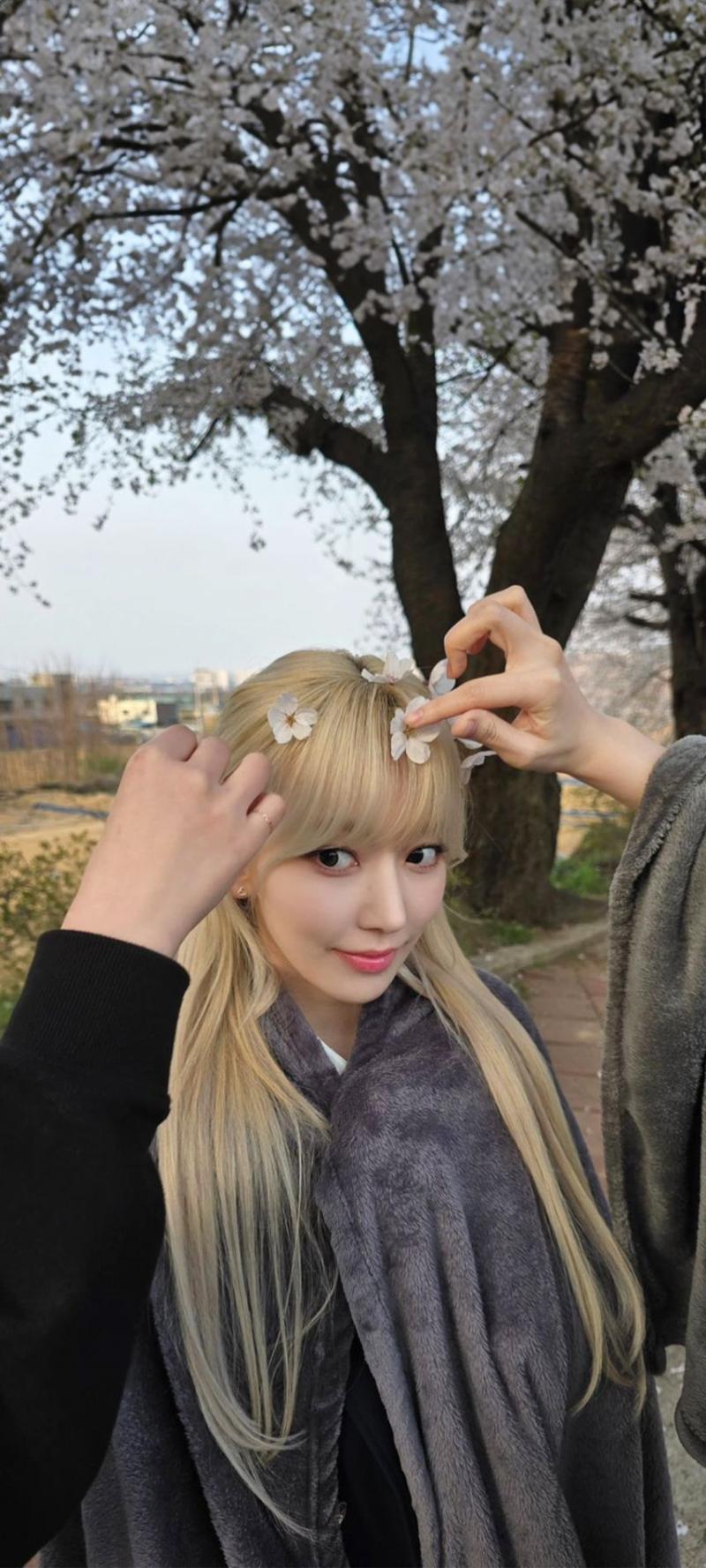 르세라핌 사쿠라
