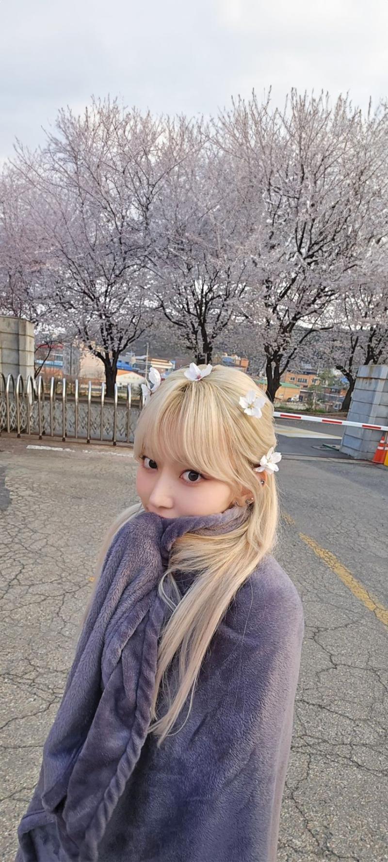 르세라핌 사쿠라