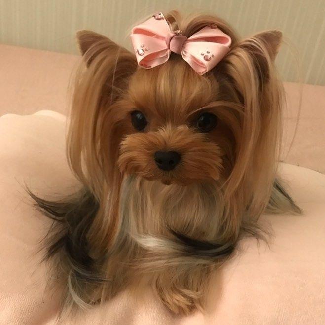 하츠투하츠 예온