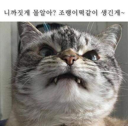 서양녀들이 가진 동양남에 대한 솔직한 생각