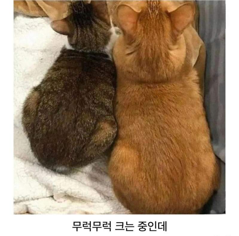유독 거묘와 돼냥이들이 많이 발생한다는 고양이 털색
