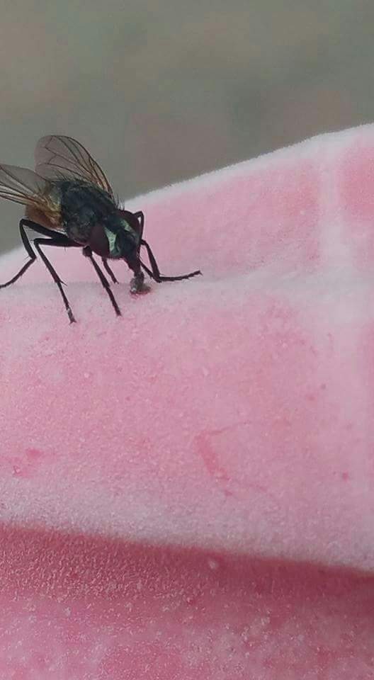 한입충의 최후