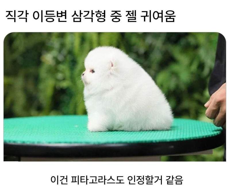 직각 이등변 삼각형 중 젤 귀여움