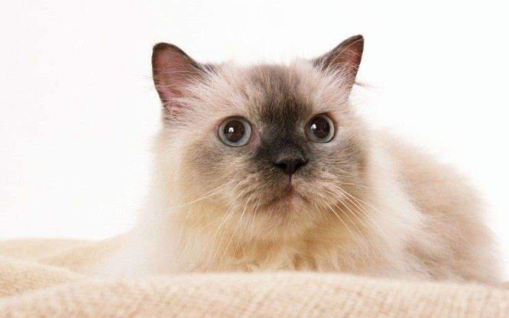 고양이