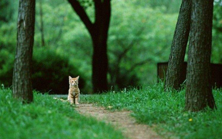 고양이