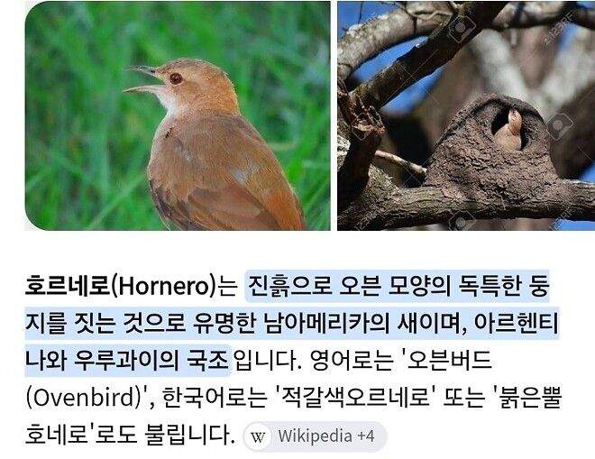 진흙으로 집을 짓는 새
