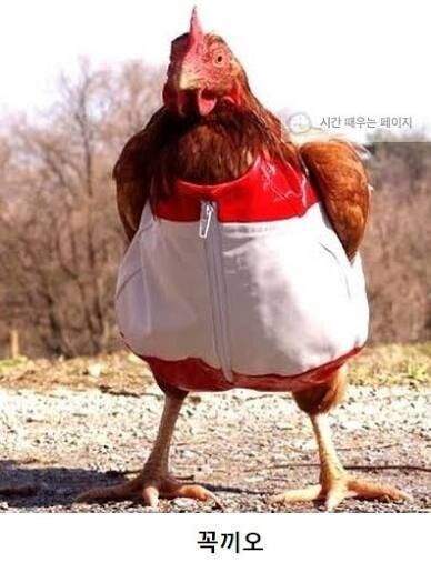 꼭 맞은 옷을 입은 닭이 하는 말은?
