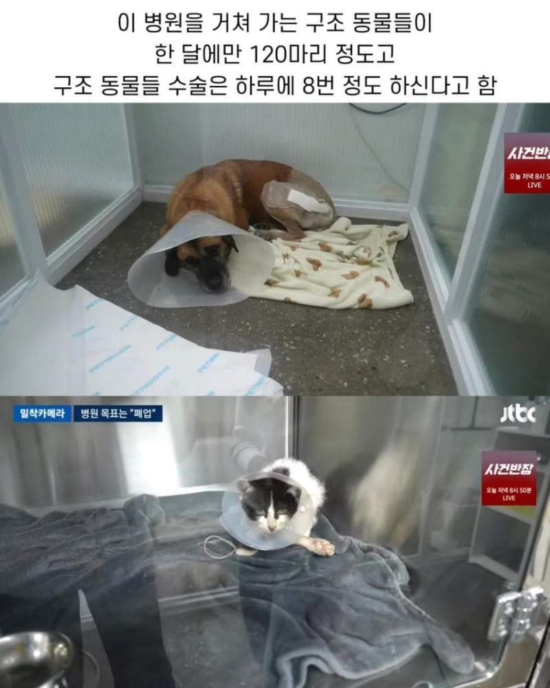 진료비 천 원이라는 동물병원.jpg