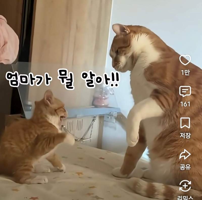 엄마냥이한테 반항하는 사춘기 아기 고양이
