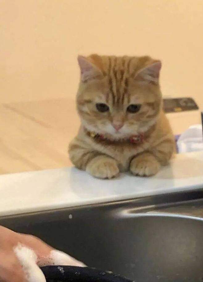 주인의 설거지 과정을 지켜보는 고양이 감독관.
