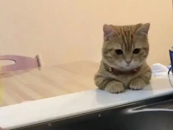 주인의 설거지 과정을 지켜보는 고양이 감독관.