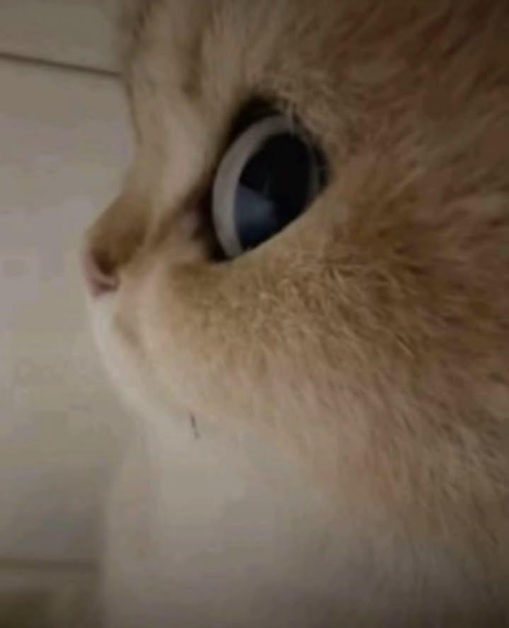 하츠투하츠 카르멘