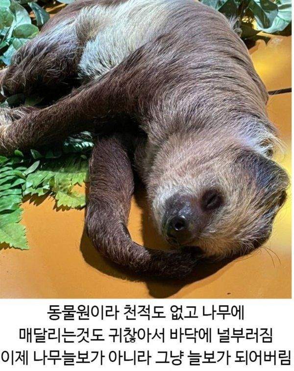 드디어진화가된듯한나무늘보
