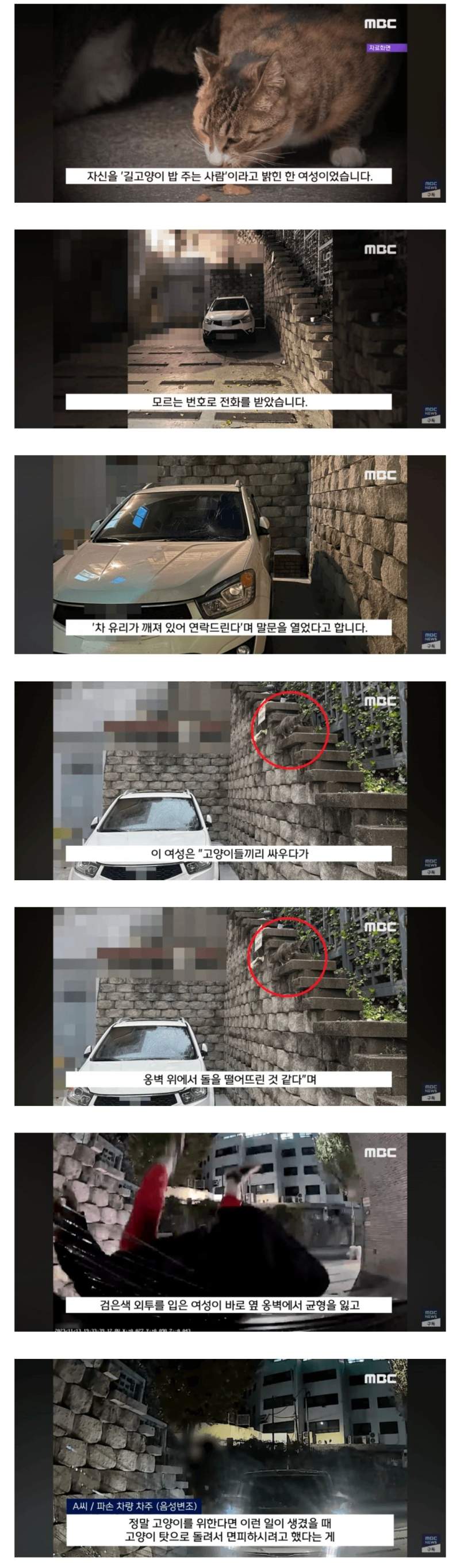 차량 파손하고 고양이 탓 시전하는 캣맘